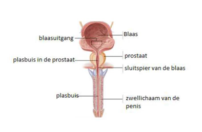doorsnede plasbuis