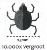 huisstofmijt